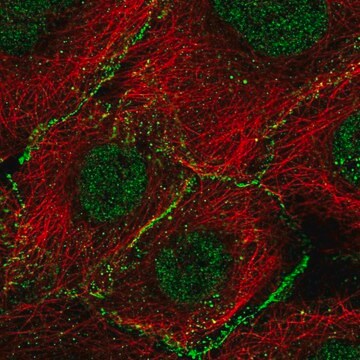 Anti-AGO2 antibody produced in rabbit Prestige Antibodies&#174; Powered by Atlas Antibodies, affinity isolated antibody