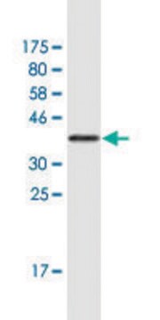 Monoclonal Anti-MLL2 antibody produced in mouse clone 2E1, purified immunoglobulin, buffered aqueous solution