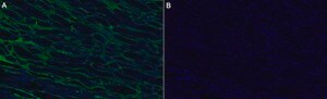 Anti-Collagen &#945;-4 Antibody, clone 1F3 ZooMAb&#174; Rabbit Monoclonal recombinant, expressed in HEK 293 cells