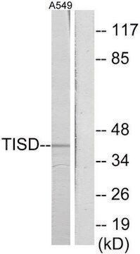 Anti-TISD antibody produced in rabbit affinity isolated antibody