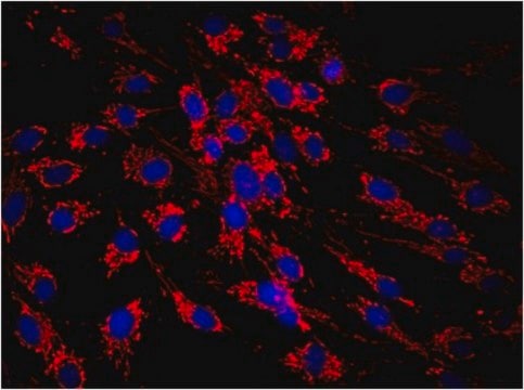 Anti-Mitochondria Antibody, clone 113-1, Cy3 Conjugate clone 113-1, from mouse, CY3 conjugate