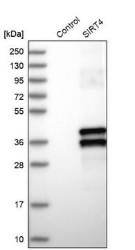 Anti-SIRT4 antibody produced in rabbit Prestige Antibodies&#174; Powered by Atlas Antibodies, affinity isolated antibody, buffered aqueous glycerol solution, ab1