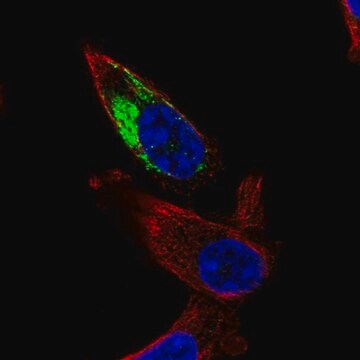 Anti-NDUFA11 antibody produced in rabbit Prestige Antibodies&#174; Powered by Atlas Antibodies, affinity isolated antibody