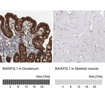 Anti-BAIAP2L1 antibody produced in rabbit Prestige Antibodies&#174; Powered by Atlas Antibodies, affinity isolated antibody, buffered aqueous glycerol solution, Ab1