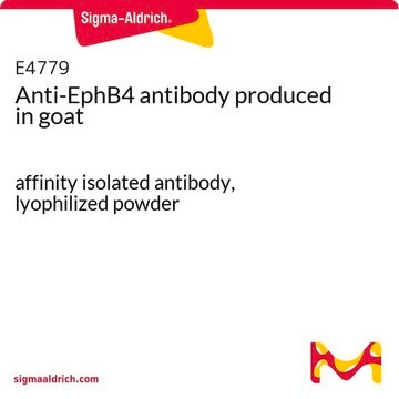 Anti-EphB4 antibody produced in goat affinity isolated antibody, lyophilized powder