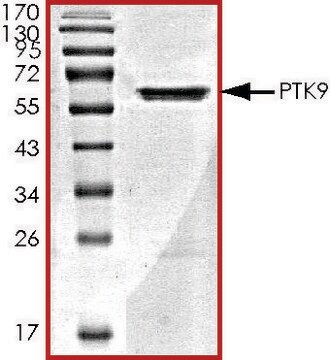 PTK9, GST tagged human recombinant, expressed in baculovirus infected Sf9 cells, &#8805;70% (SDS-PAGE), buffered aqueous glycerol solution