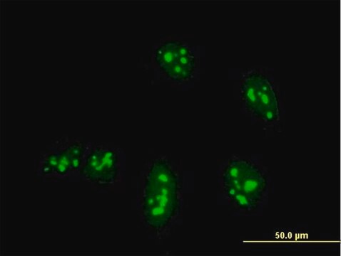 Monoclonal Anti-NANOG antibody produced in mouse clone 2E11, purified immunoglobulin, buffered aqueous solution