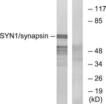 Anti-Synapsin, N-Terminal antibody produced in rabbit affinity isolated antibody