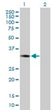Anti-ESD antibody produced in rabbit purified immunoglobulin, buffered aqueous solution