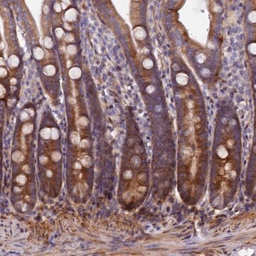 Anti-PDZRN3 antibody produced in rabbit Prestige Antibodies&#174; Powered by Atlas Antibodies, affinity isolated antibody, buffered aqueous glycerol solution