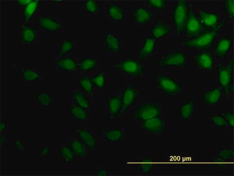 Monoclonal Anti-KPTN antibody produced in mouse clone 1C7, purified immunoglobulin, buffered aqueous solution