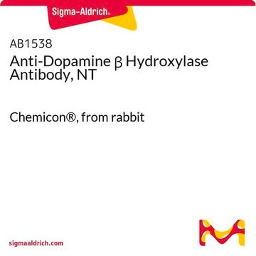 Anti-Dopamine &#946; Hydroxylase Antibody, NT Chemicon&#174;, from rabbit