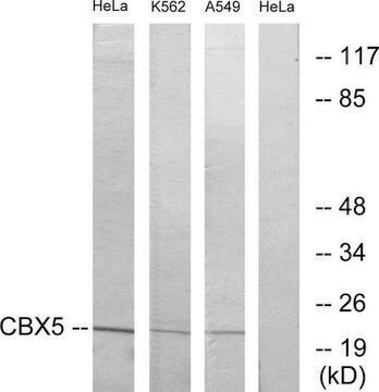 Anti-CBX5 antibody produced in rabbit affinity isolated antibody