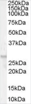 Anti-GPR40 antibody produced in goat affinity isolated antibody, buffered aqueous solution