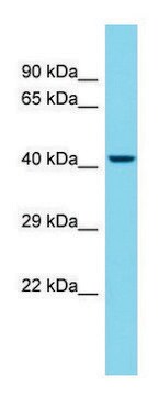 Anti-Slamf1 antibody produced in rabbit affinity isolated antibody