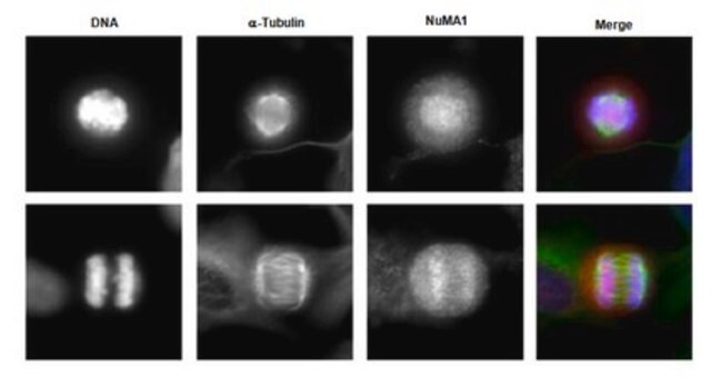 Anti-NuMA1 Antibody from rabbit, purified by affinity chromatography