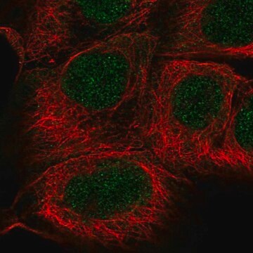 Anti-SGPP1 antibody produced in rabbit Prestige Antibodies&#174; Powered by Atlas Antibodies, affinity isolated antibody, buffered aqueous glycerol solution