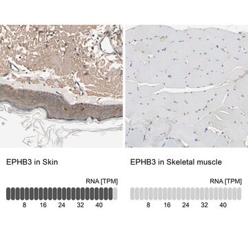 Anti-EPHB3 antibody produced in rabbit Prestige Antibodies&#174; Powered by Atlas Antibodies, affinity isolated antibody, buffered aqueous glycerol solution