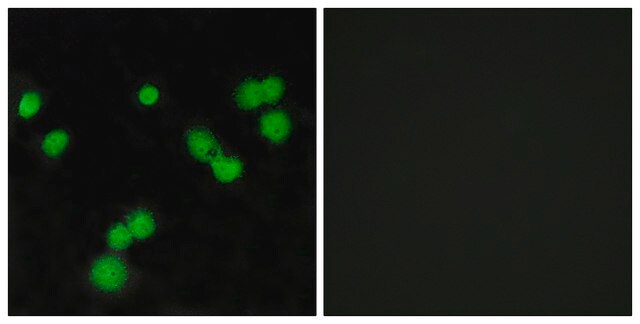 Anti-SFRS5 antibody produced in rabbit affinity isolated antibody