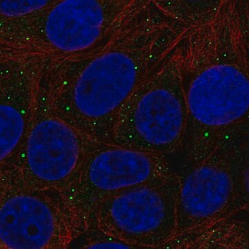 Anti-THBS3 antibody produced in rabbit Prestige Antibodies&#174; Powered by Atlas Antibodies, affinity isolated antibody