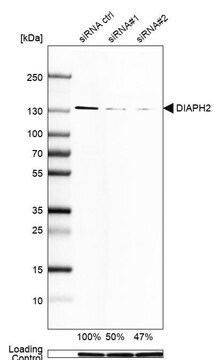 Monoclonal Anti-DIAPH2 antibody produced in mouse Prestige Antibodies&#174; Powered by Atlas Antibodies, clone CL1113, purified immunoglobulin, buffered aqueous glycerol solution