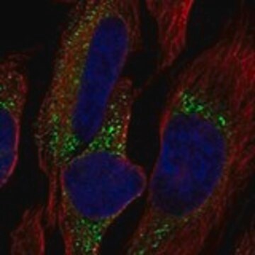 Anti-COL7A1 antibody produced in rabbit Prestige Antibodies&#174; Powered by Atlas Antibodies, affinity isolated antibody, buffered aqueous glycerol solution