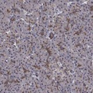 Anti-SLC7A1 antibody produced in rabbit Prestige Antibodies&#174; Powered by Atlas Antibodies, affinity isolated antibody, buffered aqueous glycerol solution