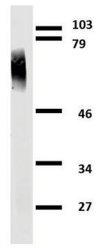 Monoclonal Anti-Clusterin antibody produced in mouse clone Hs-3