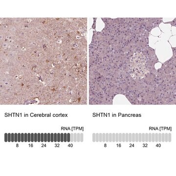 Anti-SHTN1 antibody produced in rabbit Prestige Antibodies&#174; Powered by Atlas Antibodies, affinity isolated antibody, buffered aqueous glycerol solution