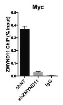 Anti-ZMYND11 Antibody serum, from rabbit