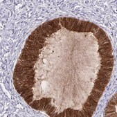 Anti-TRH antibody produced in rabbit Prestige Antibodies&#174; Powered by Atlas Antibodies, affinity isolated antibody, buffered aqueous glycerol solution