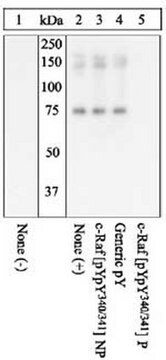 PhosphoDetect Anti-c-Raf (pTyr&#179;&#8308;&#8304;, Tyr&#179;&#8308;&#185;) Rabbit pAb liquid, Calbiochem&#174;