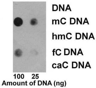 Anti-5-Methylcytosine (5mC) Antibody, clone EDL MC-4 clone EDL MC-4, from mouse