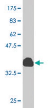 Monoclonal Anti-OTOP2 antibody produced in mouse clone 6F11, purified immunoglobulin, buffered aqueous solution