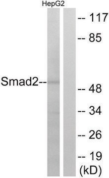 Anti-SMAD2 antibody produced in rabbit affinity isolated antibody