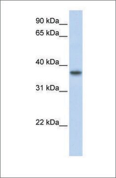 Anti-TMEM173 antibody produced in rabbit affinity isolated antibody