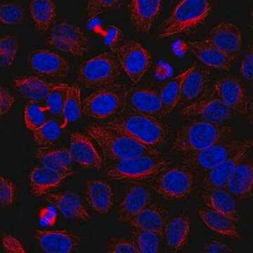 Anti-alpha-Tubulin Antibody, clone YOL1/34 clone YOL1/34, from rat