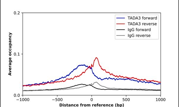Anti-TADA3 antibody produced in rabbit Prestige Antibodies&#174; Powered by Atlas Antibodies, affinity isolated antibody, buffered aqueous glycerol solution