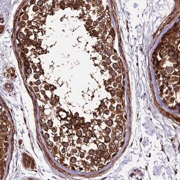 Anti-LSM7 antibody produced in rabbit Prestige Antibodies&#174; Powered by Atlas Antibodies, affinity isolated antibody, buffered aqueous glycerol solution