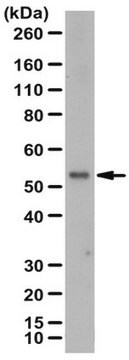 Anti-ZIP-8 Antibody from rabbit, purified by affinity chromatography