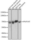 Anti-tPA/PLAT antibody produced in rabbit
