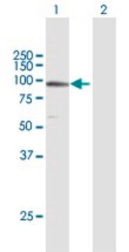 Anti-TUBGCP3 antibody produced in mouse purified immunoglobulin, buffered aqueous solution