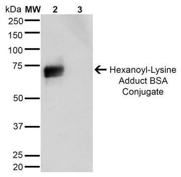 Monoclonal Anti-Hexanoyl-Lysine adduct antibody produced in mouse clone 5E8