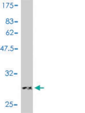 Monoclonal Anti-LAMC1 antibody produced in mouse clone 2E6-B4, purified immunoglobulin, buffered aqueous solution