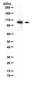 Anti-Sodium Pump Subunit alpha-2 Antibody from rabbit, purified by affinity chromatography