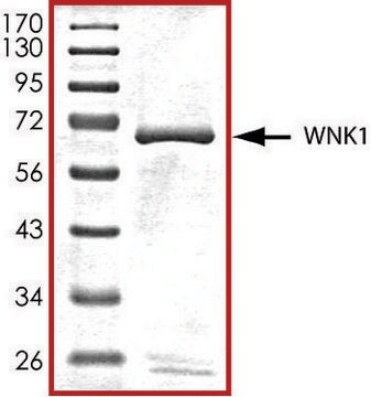 WNK1 (181-507), active, GST tagged human PRECISIO&#174; Kinase, recombinant, expressed in baculovirus infected Sf9 cells, &#8805;70% (SDS-PAGE), buffered aqueous glycerol solution