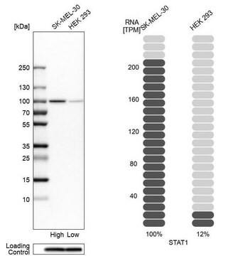 Anti-STAT1 antibody produced in rabbit Ab2, Prestige Antibodies&#174; Powered by Atlas Antibodies, affinity isolated antibody, buffered aqueous glycerol solution