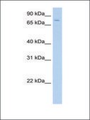 Anti-SV2A antibody produced in rabbit affinity isolated antibody