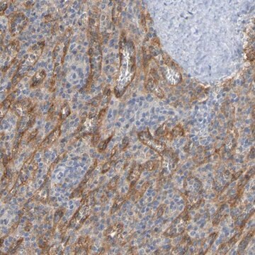 Anti-LILRB5 antibody produced in rabbit Prestige Antibodies&#174; Powered by Atlas Antibodies, affinity isolated antibody, buffered aqueous glycerol solution