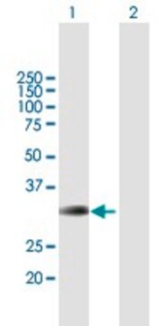 Anti-BRMS1 antibody produced in mouse purified immunoglobulin, buffered aqueous solution
